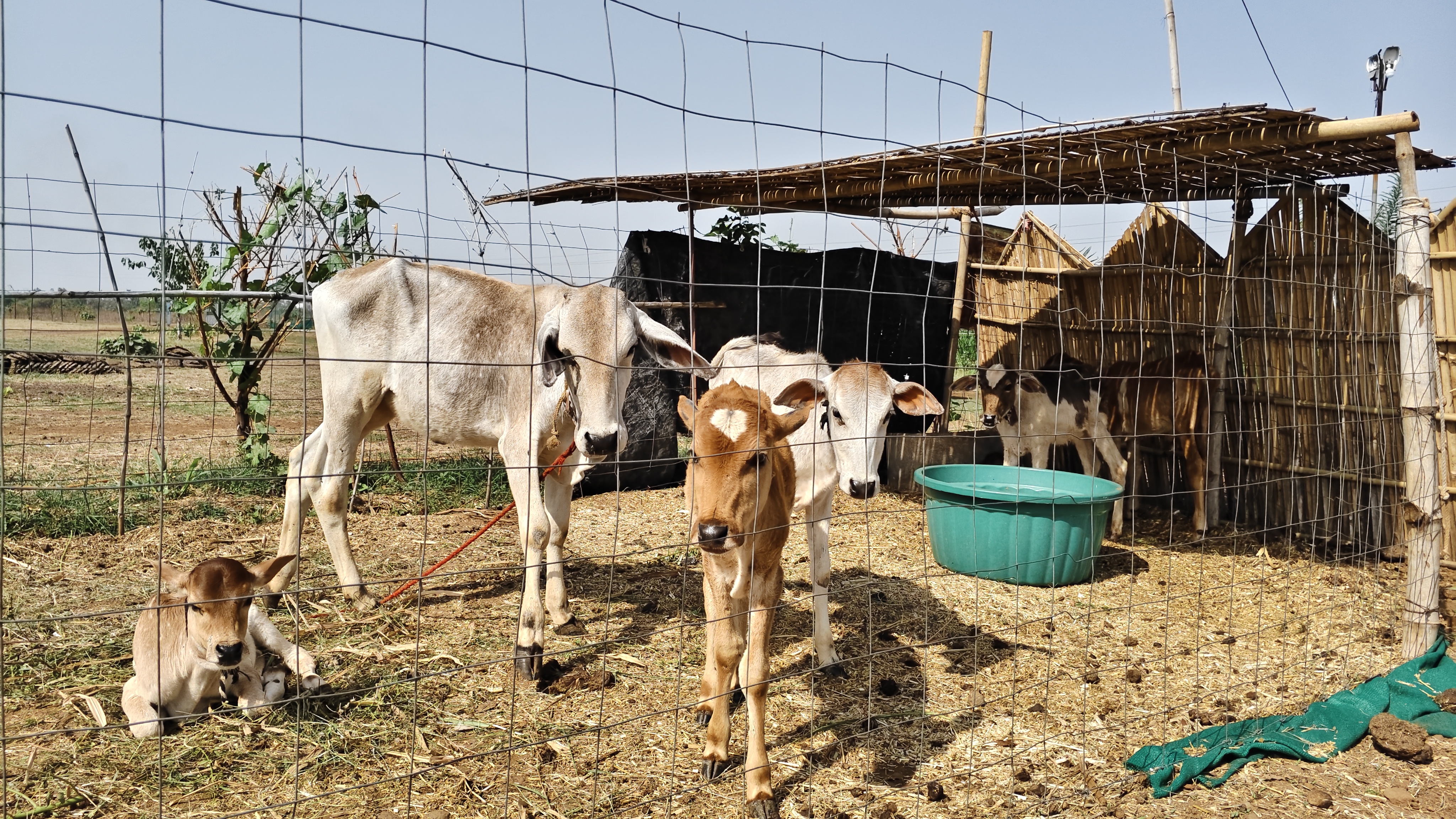 गैलरी छवि 13